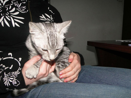Koty do adopcji