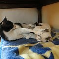 Koty do adopcji