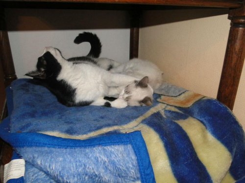 Koty do adopcji