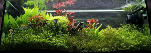 akwarium roślinne - 240L #AkwariumRoślinne