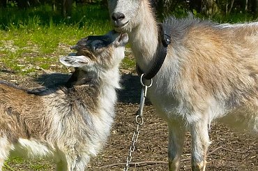 #Kolbuszowa #koza #koziołek #kozy #łańcuch #rodzinka #skansen #ssaki #trawa