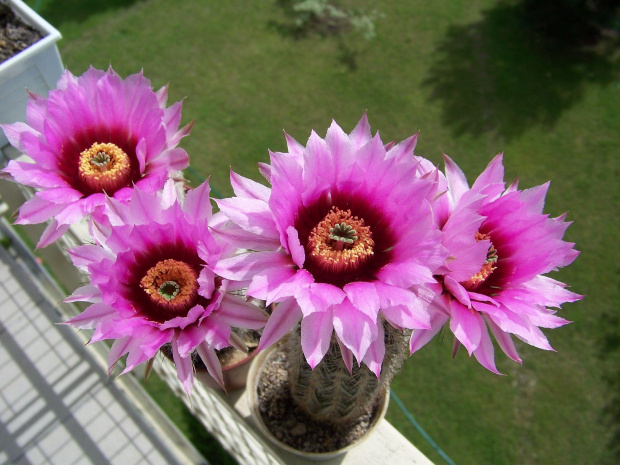 Echinocereus reichenbachii