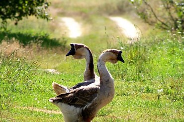 zycie na wsi #lato #przyroda #wakacje #wies