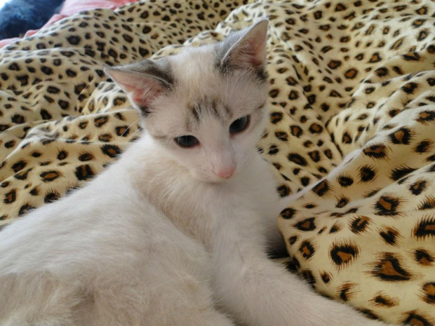 Koty do adopcji #adopcja #adopcje #Gliwice #kocięta #kot #kotki #koty #pomoc #przygarnę #schronisko #zaadoptuję #zwierzęta
