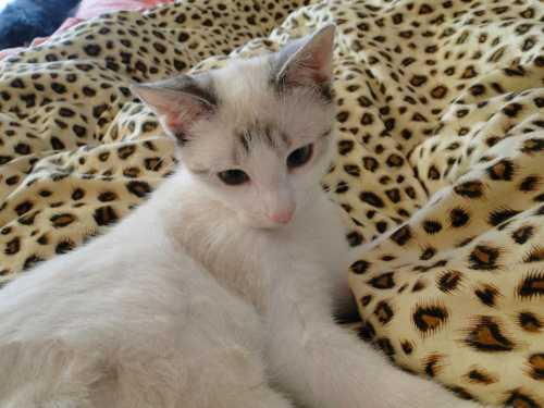 Koty do adopcji #adopcja #adopcje #Gliwice #kocięta #kot #kotki #koty #pomoc #przygarnę #schronisko #zaadoptuję #zwierzęta