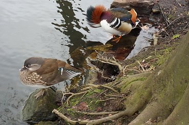 Z pewną taką nieśmiałością..;)) #kaczki #mandarynki #staw #kaczorek