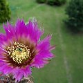 Echinocereus