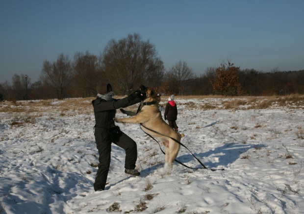 Boerboel Shek Szejk #boerboel #Gdańsk #mastif #pies #Polska #rpa