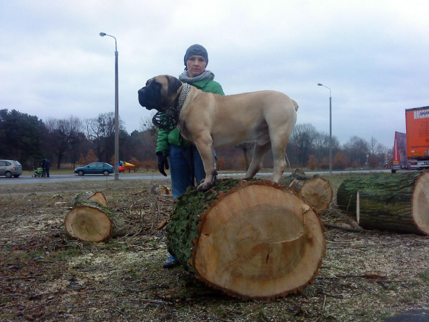 boerboel Szejk, Shek Xantiland, #boerboel #mastif #Shek #Szejk