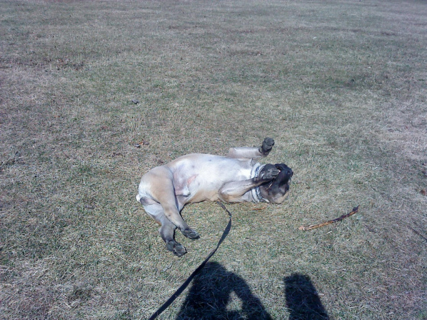 boerboel Shek Xanti Land Szejk #BoerboelShekXantiLandSzejkPolska