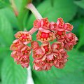 Rodgersia Die Stolze