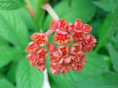 Rodgersia Die Stolze