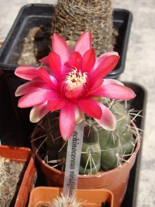 Gymnocalycium baldianum