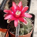 Gymnocalycium baldianum