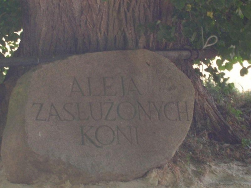 Golejewko (wielkopolskie) - aleja zasłużonych koni