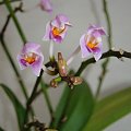 Phalaenopsis equestris