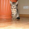 #koty #kot #adopcja #adopcje #zwierzęta #pomoc #Gliwice #schronisko #zaadoptuję #przygarnę #kotki #kocięta