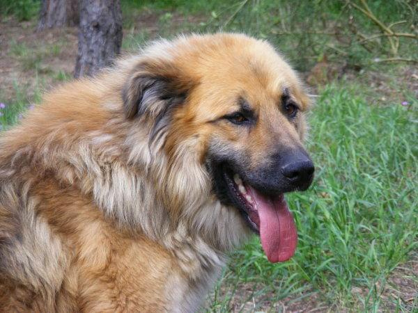 Kaszmir w typie leonberger 18.06.2009r