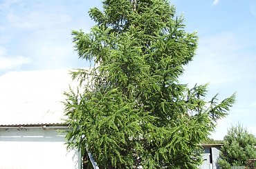 duży modrzew. #ogród #natura #rosliny #kwiatki #roslinność #roslinnosc #macro #piękno #działka #dojrzewanie #rozkwit #lato #wiosna #ciepło #owoce #drzewka #ogrod #zbiory #plony #OwoceNatury #wieś #wioska #modrzew