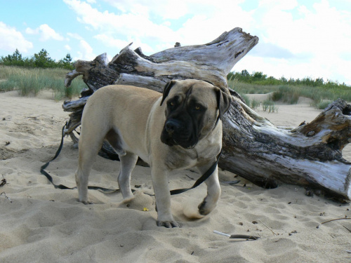 boerboel Shek Xanti Land Polska Gdańsk mastif afrykański