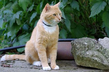 Kotek Pimpuś #kot #zwierzęta #wioska