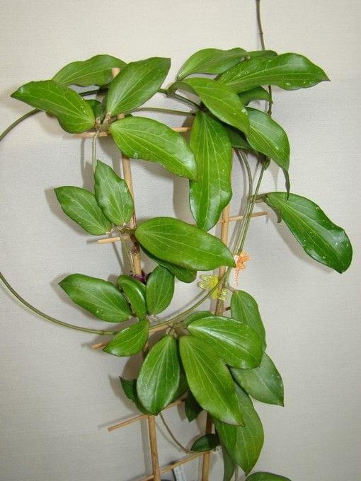 Hoya nicholsoniae