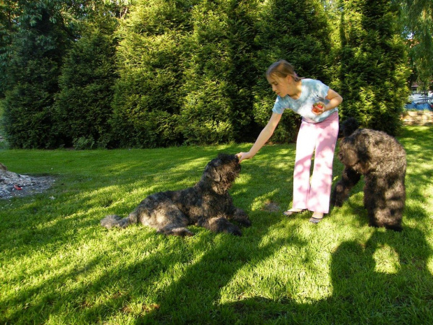 Lejdiś i Dyzio...Bouvier des Flandres #BouvierDesFlandres #Breldream #LooserBreldream #LadybirdBreldream