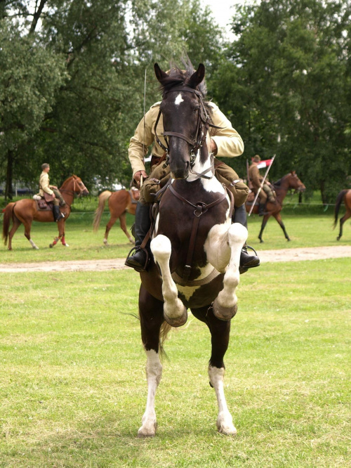 IX Piknik Kawaleryjski w Suwałkach #konie #koń #PiknikKawaleryjski #Suwałki #kawaleria