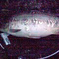 carp 12kg
