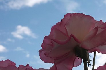 #drewno #kapustki #KwiatyKwiatki #roze #roże #róze #róże