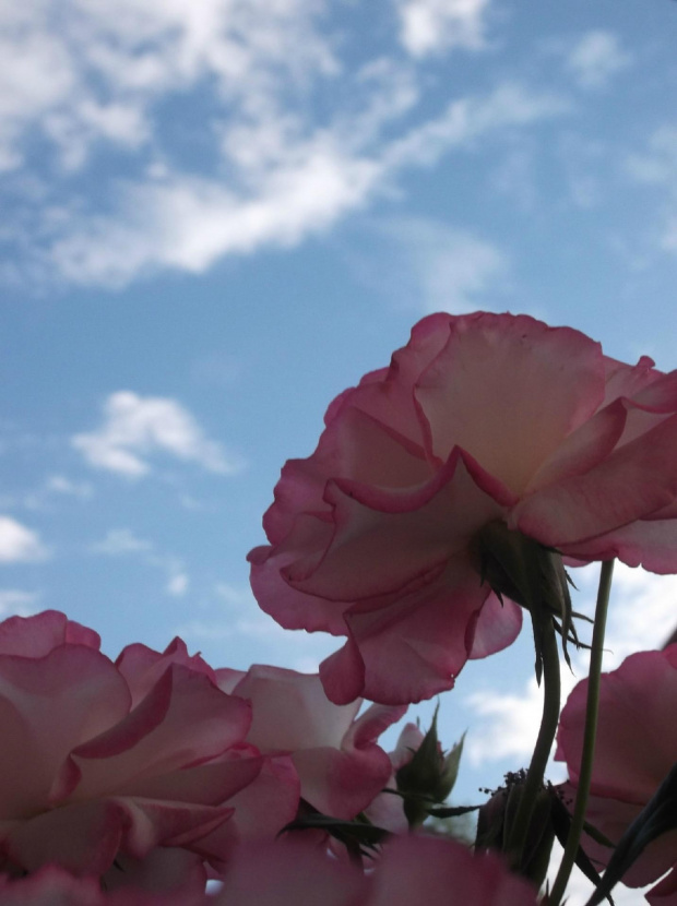 #drewno #kapustki #KwiatyKwiatki #roze #roże #róze #róże