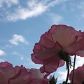 #drewno #kapustki #KwiatyKwiatki #roze #roże #róze #róże