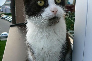 Znaleziono kota Knurów #adopcja #adopcje #Gliwice #kocięta #kot #kotki #koty #pomoc #przygarnę #schronisko #zaadoptuję #zwierzęta