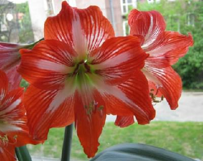 #hippeastrum