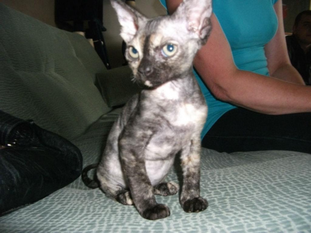 devon rex