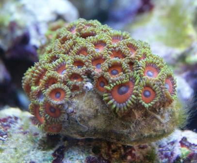 Zoanthus #KrabPustelnik #rurówka #wieloszczet #ZoanthusEagleEye