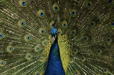 #paw #przyroda #kolory #oczko