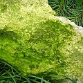 zzieleniały kamień #kamień #zieleń #mech #wapień #skała #obrośnięty #meszek #kamyk #macro #makro #kamienie #naura #lato