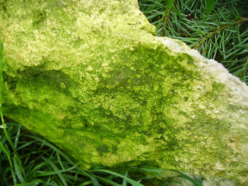 zzieleniały kamień #kamień #zieleń #mech #wapień #skała #obrośnięty #meszek #kamyk #macro #makro #kamienie #naura #lato