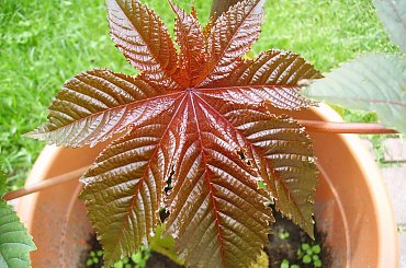 Liść dzikiego wina #wino #dzikie #natura #rosliny #kwiatki #roslinność #roslinnosc #macro #piękno #działka #dojrzewanie #rozkwit #lato #wiosna #ciepło #owoce #drzewka #ogrod #zbiory #plony #OwoceNatury #wieś #wioska #ogródek #ogórek #ogór