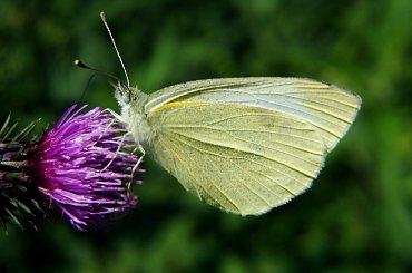 bielinek ;D #motyl #makro #owad