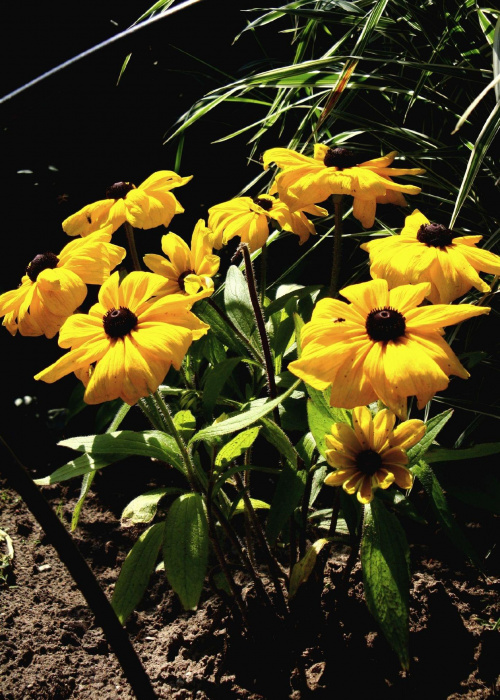kwiaty z pod mojej chaty ;D #kwiat #ogród #makro