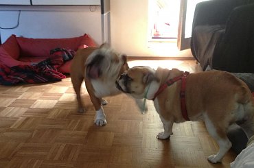 #BuldogAngielski #Gibson #Gouda #forum