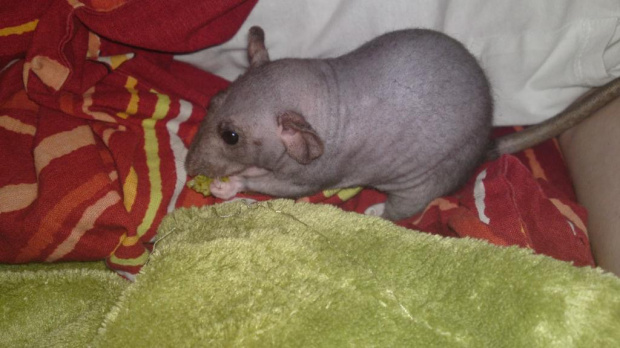 Pigi