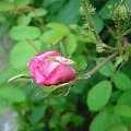 #przyroda #kwiat #róża #roslina