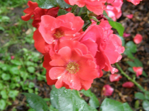 Róża "Sarabande"
