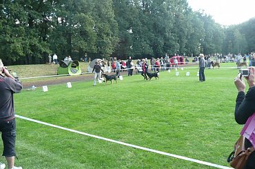 #Santana #wystawa #WystawaPsów #WystawaPsow #psy #hovawart #hovki