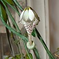 Ceropegia stapeliformis