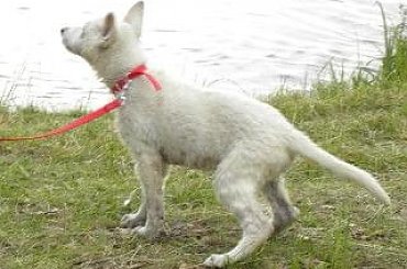 #BiałyOwczarekSzwajcarski #owczarek #owczarki #BiałeOwczarki #BiałyOwczarek #szczenięta #szczeniaczki