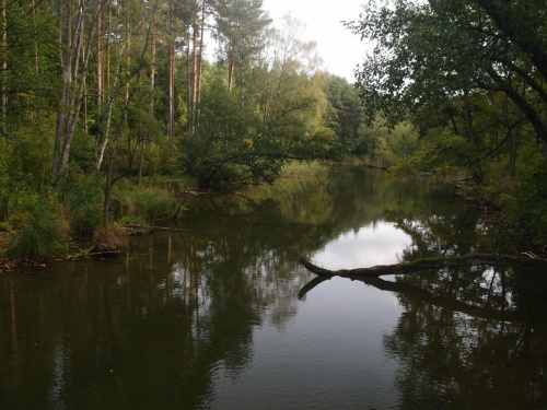 Brodnicki Park Krajobrazowy #BrodnickiParkKrajobrazowy #las #rower